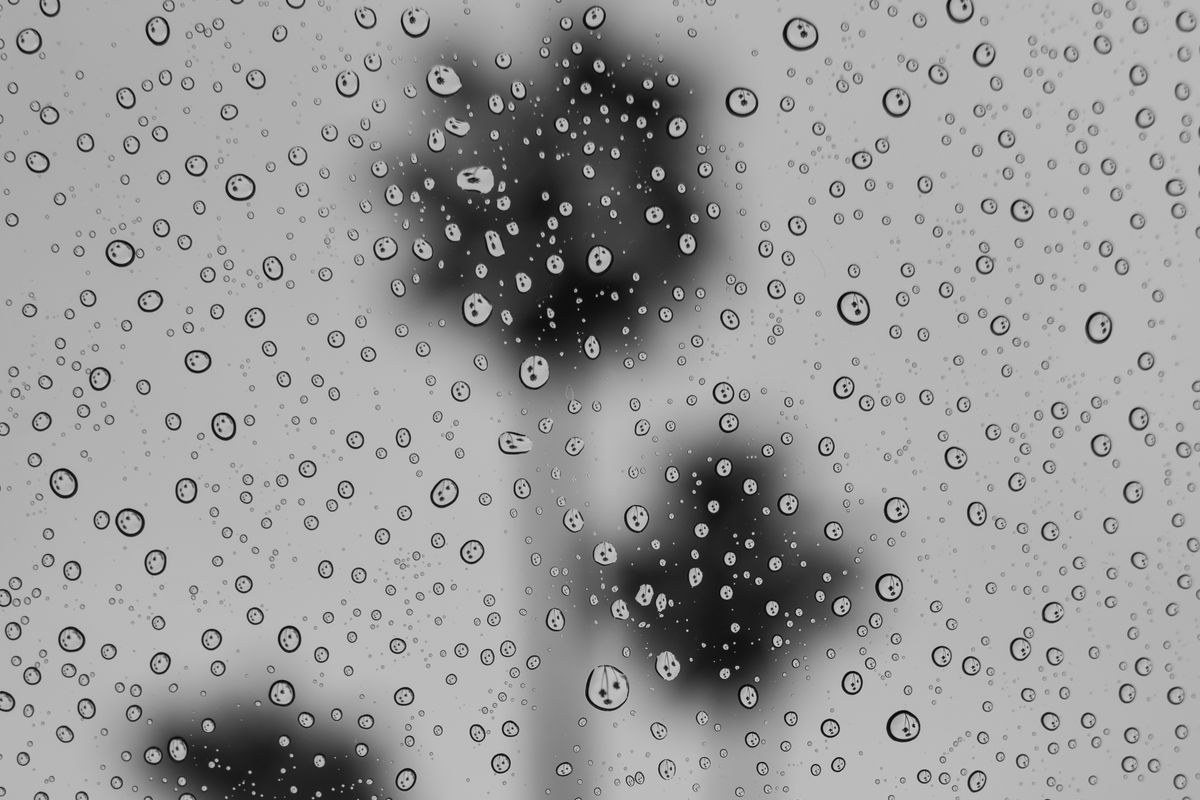 Raindrops on a window with blurred palm tree silhouettes beyond