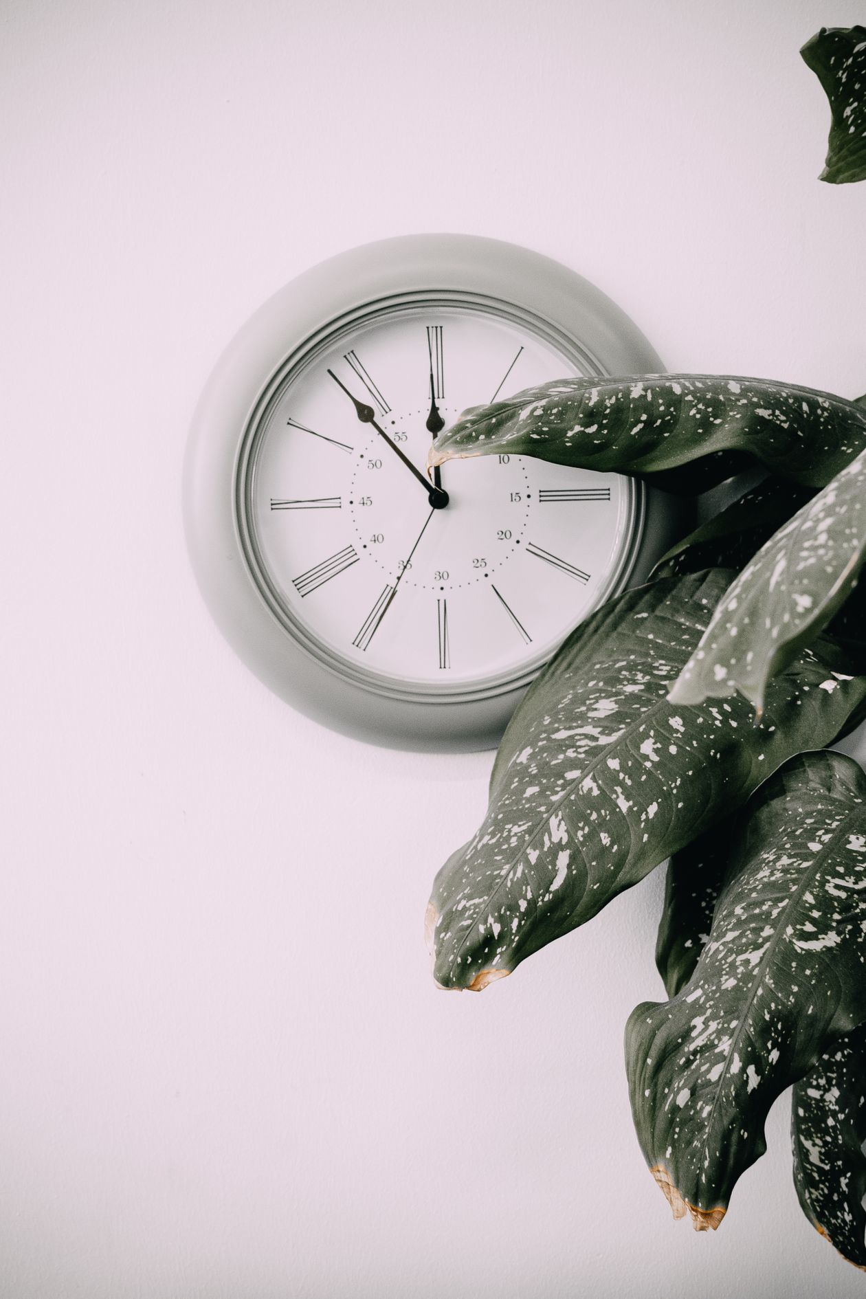 Analog wall clock mounted on a wall near a houseplant